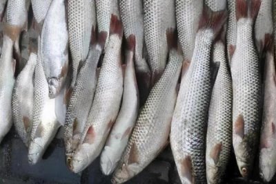 紅眼睛紅尾巴像草魚是什么魚，赤眼鱒、麥鯪或烏頭魚都有可能