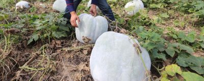 冬瓜對(duì)光照的要求，最好達(dá)到10-12小時(shí)