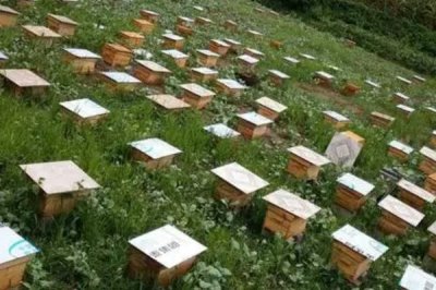 養(yǎng)40箱蜜蜂的年收益，第一年的利潤為34000元左右