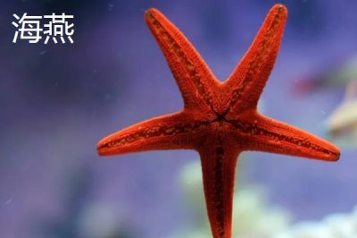 海星的產(chǎn)地，北太平洋區(qū)域的種類最多
