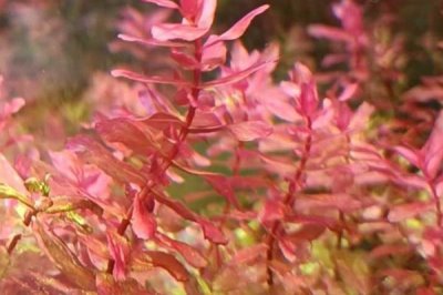 稻穗水草好不好養(yǎng)，養(yǎng)殖難度較大、對環(huán)境要求較嚴(yán)格