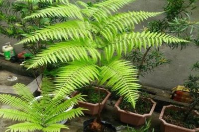 怎么養(yǎng)金絲猴蕨植物，適宜的生長(zhǎng)溫度為20-27℃