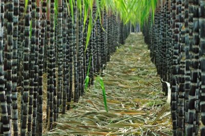 甘蔗白蟻為害情況，萌芽期和成熟時受害重