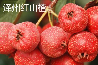 山西澤州的特產，以盛產山楂聞名全國