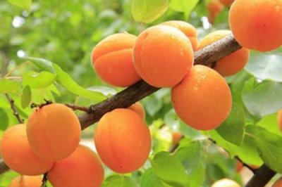 梅子黃時(shí)是指什么季節(jié)，會(huì)由于所處地理位置的不同而不同