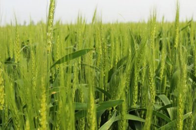 小麥?zhǔn)裁醇竟?jié)成熟，冬小麥一般是6月下旬到7上旬成熟