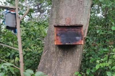 南方如何誘蜂及注意事項，利用蜂蠟可吸引偵查蜂