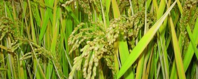 營兩優(yōu)294水稻種子特征特性，全生育期125.6天