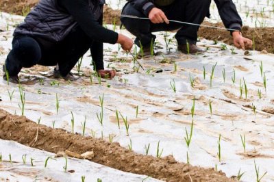 地膜進(jìn)行放苗的技巧，放苗后要及時(shí)封堵放苗孔