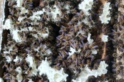 蜜蜂秋繁獎勵飼喂多長時間，每天飼喂直到越冬期來臨前21天
