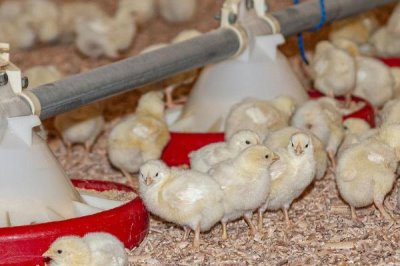 飼養(yǎng)小雞要喂什么食物，小米、青菜、小蟲均可飼喂