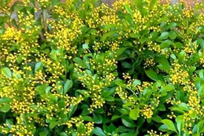 九月份有哪些花卉開放，木芙蓉、美人蕉、鳳尾蘭等品種在此時開放