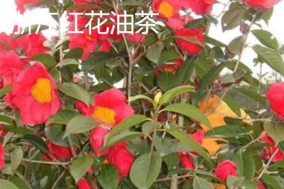 油茶苗的價格，樹苗高度、購買數(shù)量、產(chǎn)地等決定價格