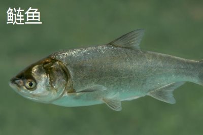 2號子線配幾號伊勢尼鉤，配5-6號伊勢尼鉤為佳
