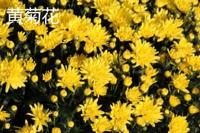 白菊花的寓意，有悼念、追思的寓意