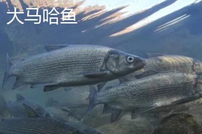 黑龍江的特產(chǎn)，是“大馬哈魚之鄉(xiāng)”