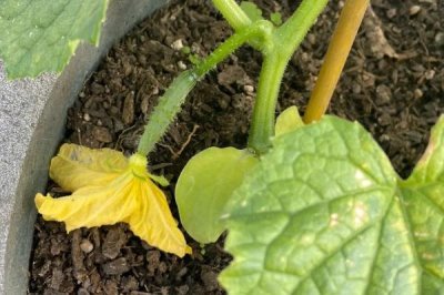 黃瓜苗很小就開(kāi)花的原因，很有可能是種子有問(wèn)題