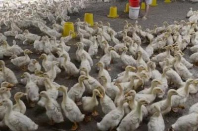 養(yǎng)殖肉鴨怎么節(jié)省飼料，合理搭配日糧的營養(yǎng)可減少飼料消耗量