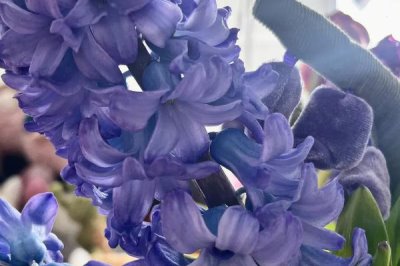 喜陰耐寒的室內(nèi)植物花卉有哪些，常見的有茶花、風(fēng)信子、郁金香等