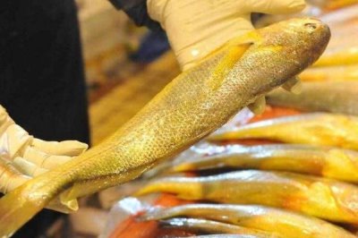 寧波小黃魚(yú)的價(jià)格，單尾重量會(huì)影響到售價(jià)