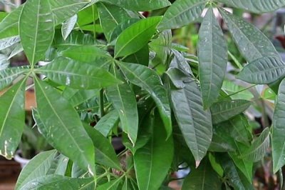 發(fā)財(cái)樹葉斑病的預(yù)防方式，種植密度適宜且雨后及時(shí)排水等