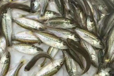養(yǎng)殖一畝淡水鱸魚的利潤和成本，畝凈利潤5000-10000元左右