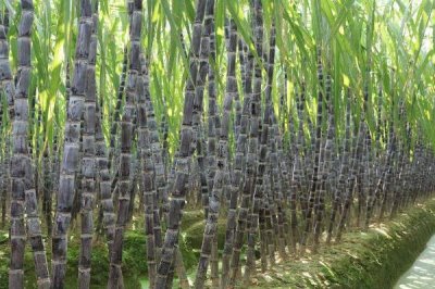 秋季如何管理甘蔗，蔗田需做好防風(fēng)措施