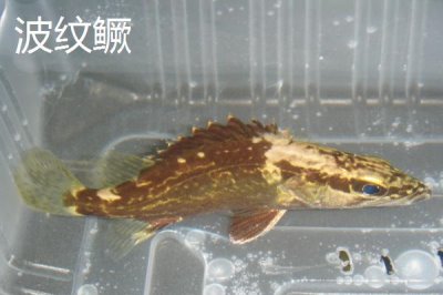 如何判斷河里是否存在鱖魚，鱖魚常棲息在水質(zhì)潔凈的地方