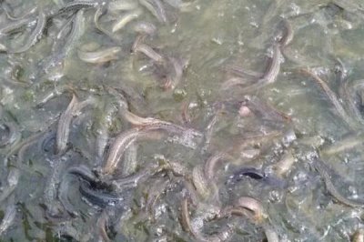 大鱗副泥鰍苗的批發(fā)價，價格會受到地區(qū)的影響