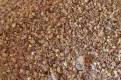 錦鯉魚吃什么食物，分為植物性飼料、動物性飼料、合成飼料