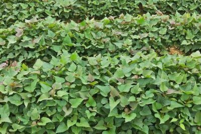 西瓜紅紅薯的種植技術(shù)，可在五一節(jié)假日的后10天定植
