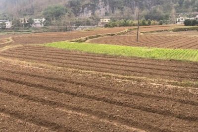 大蔥怎么育苗，9-10月份可開(kāi)溝條播