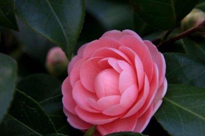 山茶花的花語(yǔ)，寓意謙讓、孤傲和純真