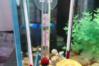 魚的飼料怎么選，可選擇顆粒飼料或薄片飼料