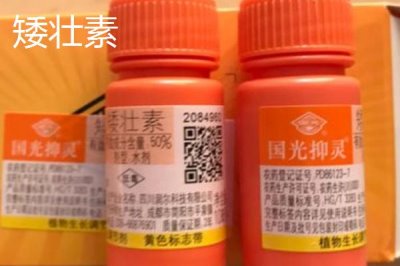 矮壯素與多效唑的區(qū)別，矮壯素溶于水、多效唑基本不溶于水