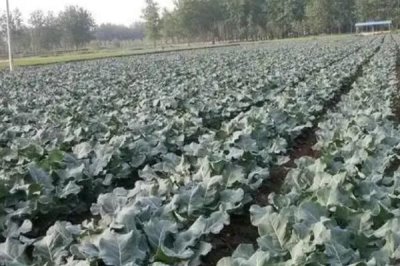 西蘭花管理技術(shù)，緩苗期主要是降溫和保濕