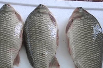 黑龍江省哈爾濱市方正縣的特產(chǎn)，得莫利燉魚(yú)有一百多年歷史