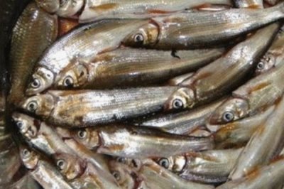 2號伊豆鉤可以釣多重的魚，適合垂釣不超過1斤的魚種