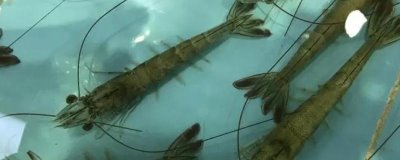 活蝦怎么養(yǎng)，可以放在水族箱倒入水養(yǎng)殖