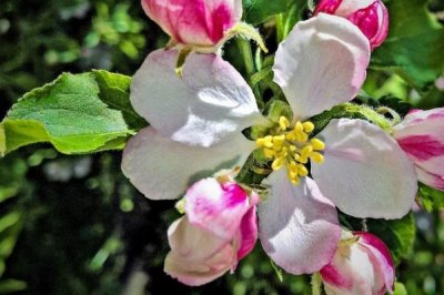 蘋果的開花期是什么時候，通常在4-5月份