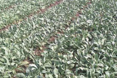 種植板藍根的成本，畝成本大約需要575元左右