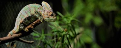 變色龍為什么會(huì)變色，取決于皮膚三層色素細(xì)胞