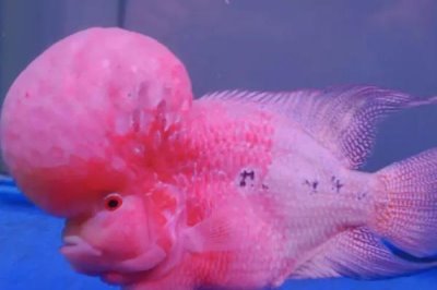 流動水適合養(yǎng)殖什么魚，適合養(yǎng)龍魚、地圖魚、羅漢魚等