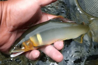 野生香魚的市場價格，高達(dá)500元一斤