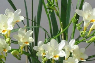 小蒼蘭什么時(shí)候開花，花期4-5月