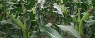 中正56玉米品種的特性，在適應區(qū)4月30日左右播種