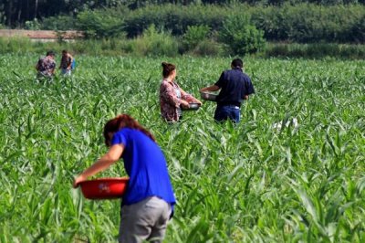 種玉米每畝施肥多少，每畝施入的有機(jī)肥不可低于4000公斤