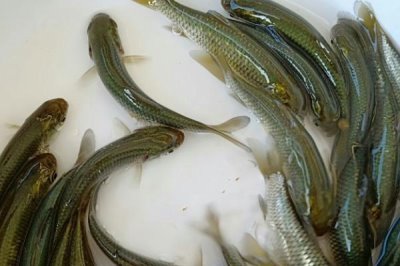草魚(yú)如何養(yǎng)殖，可分級(jí)輪養(yǎng)和輪捕輪放