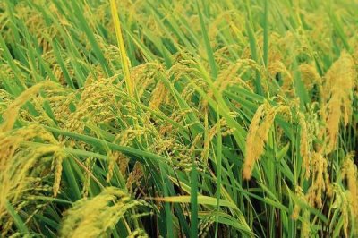 又香優(yōu)15香水稻種簡介，全生育期早稻119天