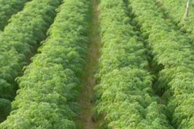 胡蘿卜移栽注意事項(xiàng)，拔苗后需馬上定植